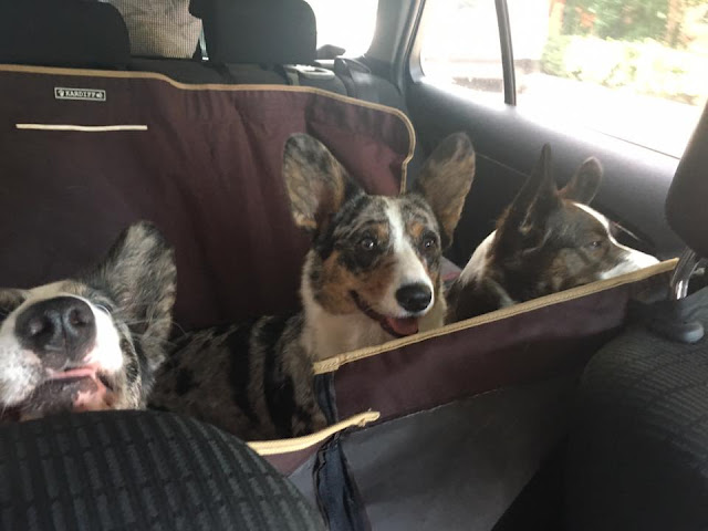 podróże z psem, w podróży z psem, wakacje z psem, welsh corgi, welsh corgi cardigan, cardigan, w samochodzie z psem, bezpieczna podróż z psem, jak przewozić psa w samochodzie